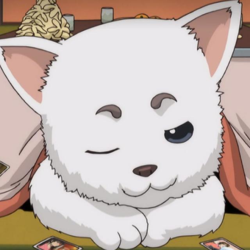 我家里没有猫咪